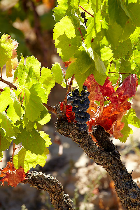 SPANISH VINEYARDS TOUR