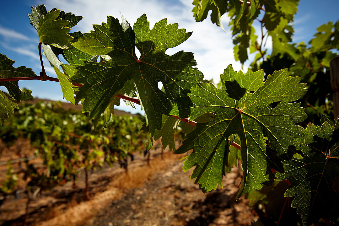 SPANISH VINEYARDS TOUR